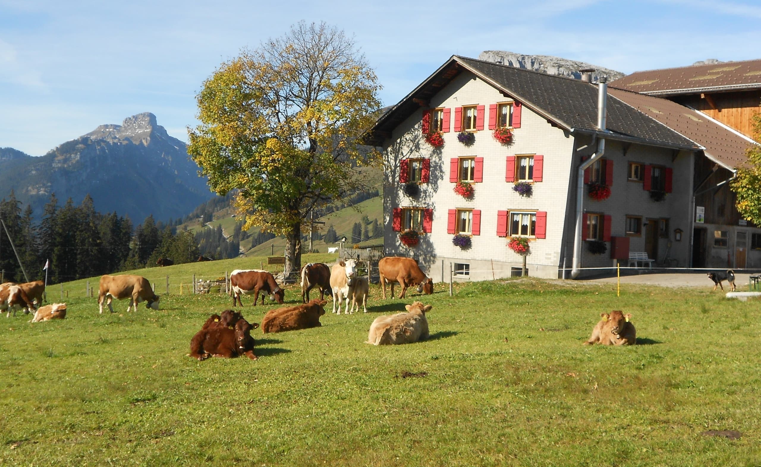 Alpkäserei Rigi