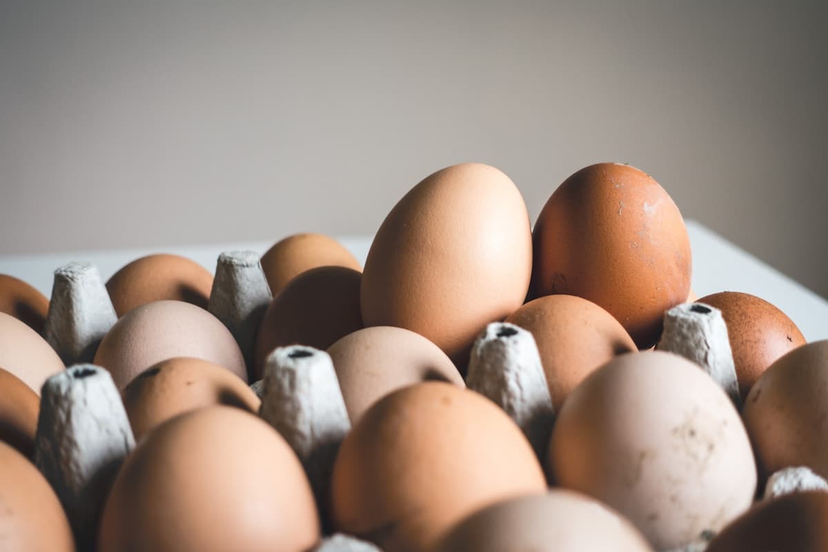Bio-Eier aus Weidehaltung (10er)