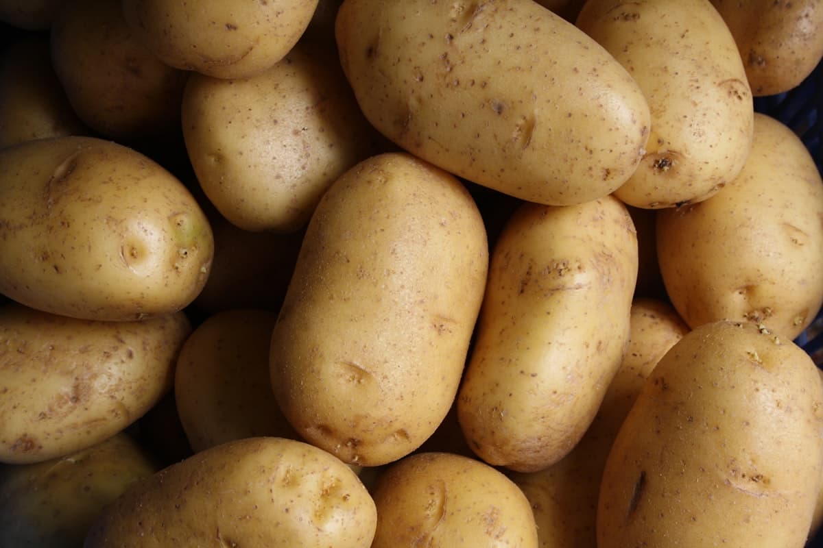 Kartoffeln festkochend (Bio)